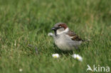 Huismus (Passer domesticus) 