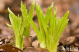 Hyacinth (Hyacinthus spec)