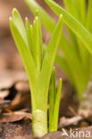 Hyacint (Hyacinthus spec)