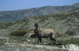 Spanish ibex (Capra pyrenaica)