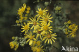 Jacobskruiskruid (Jacobaea vulgaris)
