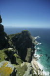 Cape of Good Hope