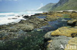 Cape of Good Hope