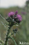 Kale jonker (Cirsium palustre)