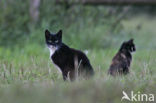 Cat (Felis domesticus