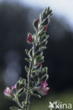 Common & Spiny Restharrow (Ononis repens)