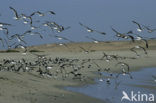 Southern black-backed gull