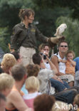 Barn Owl (Tyto alba)