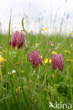 Kievitsbloem (Fritillaria spec)