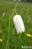 Kievitsbloem (Fritillaria spec)