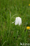 Kievitsbloem (Fritillaria spec)