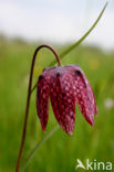 Kievitsbloem (Fritillaria spec)