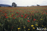 Klaproos (Papaver spec.)