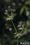 Kleefkruid (Galium aparine)