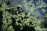 Common Duckweed (Lemna minor)