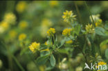 Kleine klaver (Trifolium dubium)