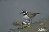 Kleine Plevier (Charadrius dubius)