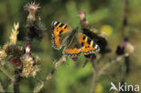 Kleine vos (Aglais urticae)