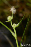 Kleinste egelskop (Sparganium natans) 