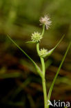 Kleinste egelskop (Sparganium natans) 