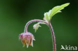 Knikkend nagelkruid (Geum rivale) 