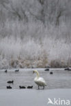 Knobbelzwaan (Cygnus olor)