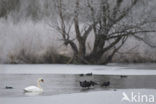 Knobbelzwaan (Cygnus olor)