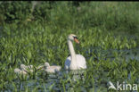 Knobbelzwaan (Cygnus olor)