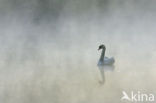 Knobbelzwaan (Cygnus olor)