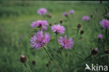 Brown Knapweed (Centaurea jacea)