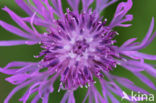 Knoopkruid (Centaurea jacea)