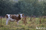 Koe (Bos domesticus)