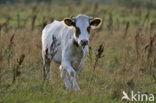 Koe (Bos domesticus)