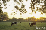 Cow (Bos domesticus)