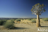 Kokerboom (Aloe dichotoma)