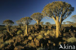 Kokerboom (Aloe dichotoma)