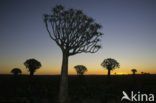 Kokerboom (Aloe dichotoma)