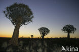 Kokerboom (Aloe dichotoma)