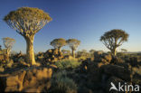 Kokerboom (Aloe dichotoma)