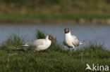 Black-headed Gull (Larus ridibundus)