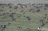 White-fronted goose (Anser albifrons)