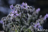 Borage (Borago officinalis)