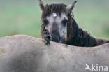 Konik horse (Equus spp)