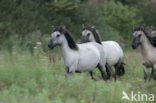 Konik horse (Equus spp)