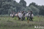 Konik horse (Equus spp)