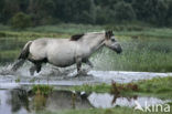 Konik horse (Equus spp)