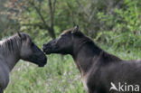 Konik horse (Equus spp)