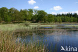 Kootwijkerveen