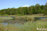 Kootwijkerveen