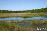 Kootwijkerveen